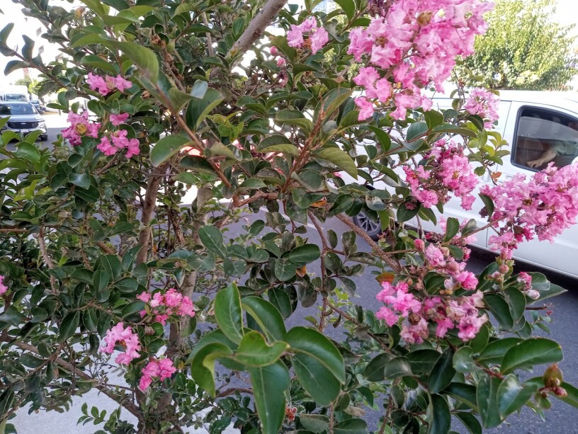 Jupiter's tree