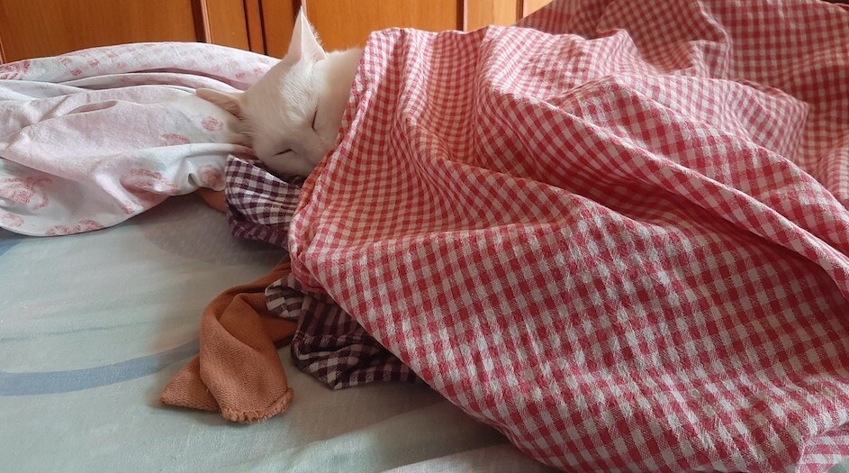 cat, pet, lifestyle, photo