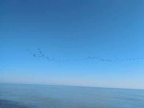 The Story of Cycling | As Migratory Birds Fly Over The Endless azure
