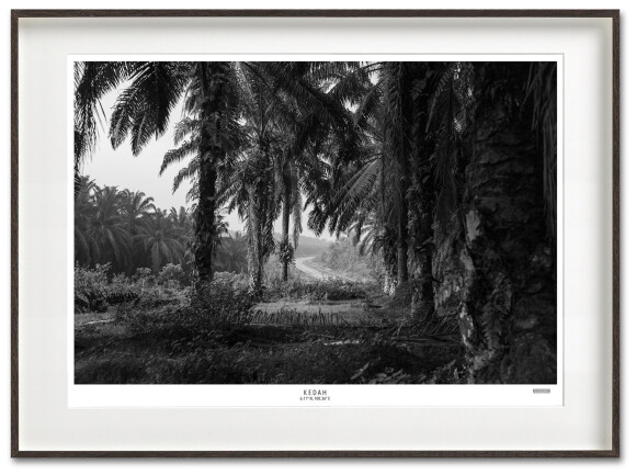 Palm Plantation Fine Art Print