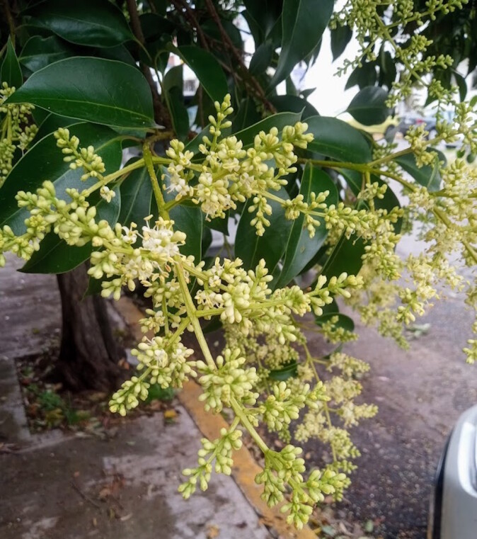 Thunder's flowers