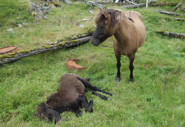 Wild horses