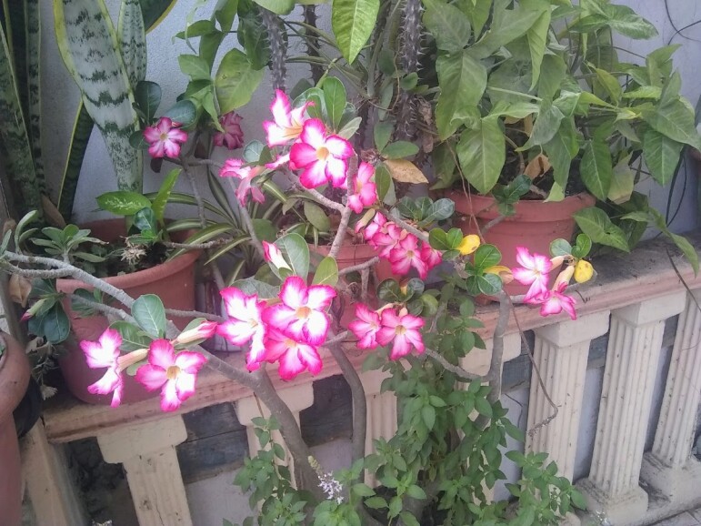 Flores