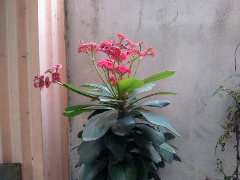 Flores