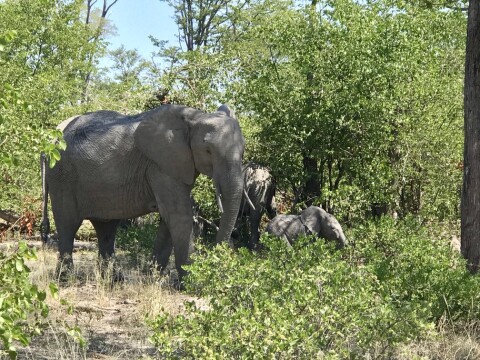 Elephants