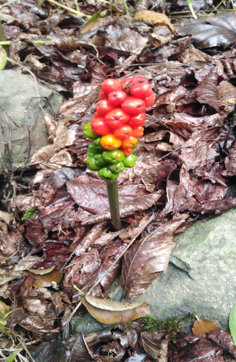Beware of Poisonous Berries in Jungle