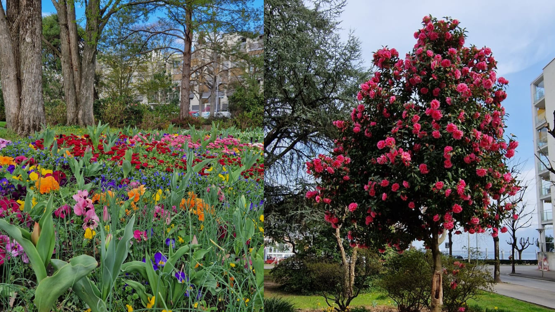 spring