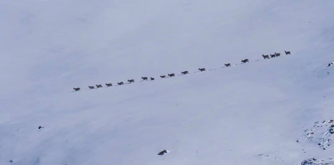 A herd of blue sheep