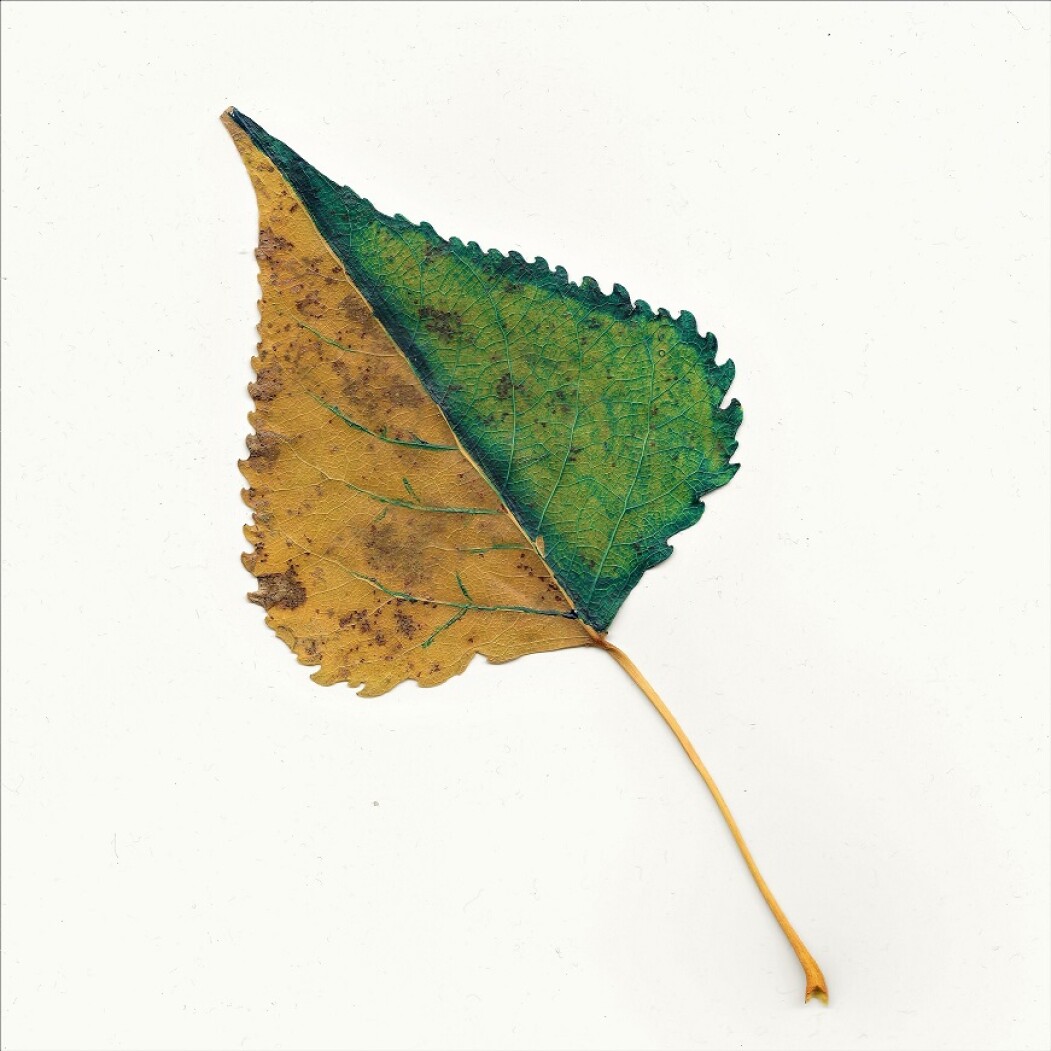 Wax Blockchain NFT leaves artwork