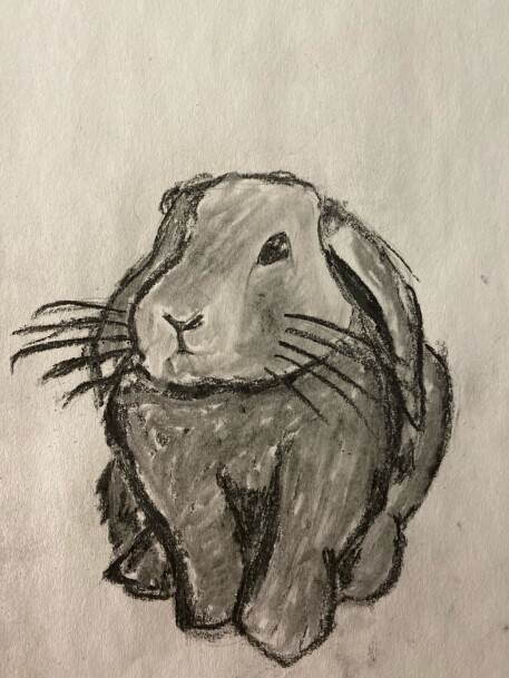 Bunny - charcoal drawing