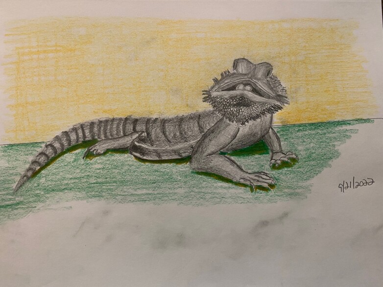 Bearded dragon in pencil on a colored pencil background