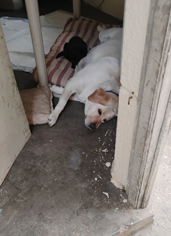 dogs story pets resting foster adoption