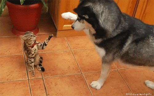 0e827b257627e61d854d43f0ba291c35b3e769660f63ec80caeb0d01beef7be0.gif