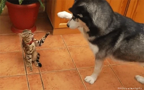 0e827b257627e61d854d43f0ba291c35b3e769660f63ec80caeb0d01beef7be0.gif
