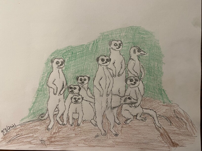 Several meerkats posing on a rock - pencil and colored pencil