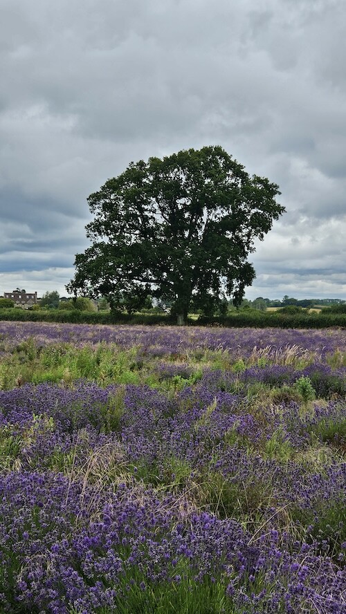 Oak tree