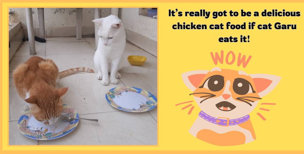 cats pets meme
