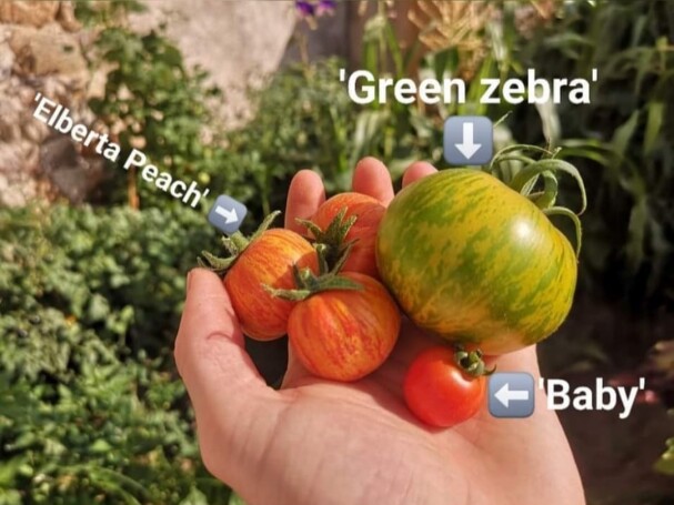 comparison size of tomatoes