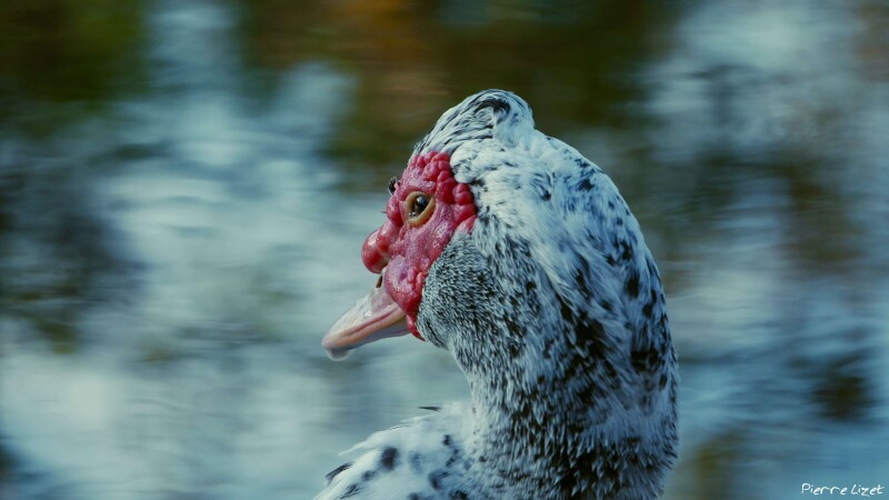 690ac055bc377ae7016cb799b379275129b4cf147881a330e3d7756cd1a34c10.jpg