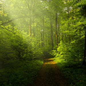 Nature path