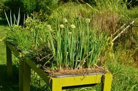 HAWAII GROWN GREEN ONION