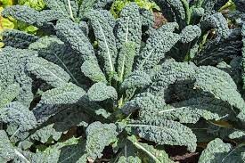 Kale
