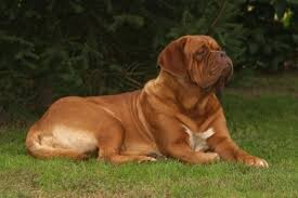 dogue