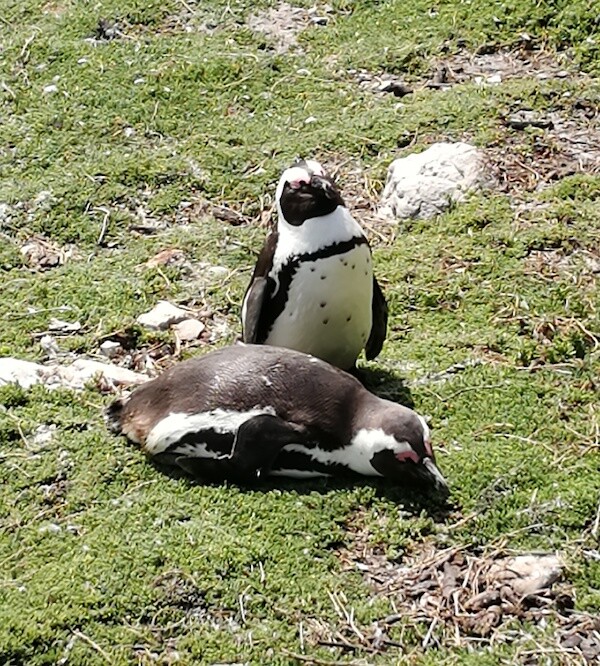 Penguin