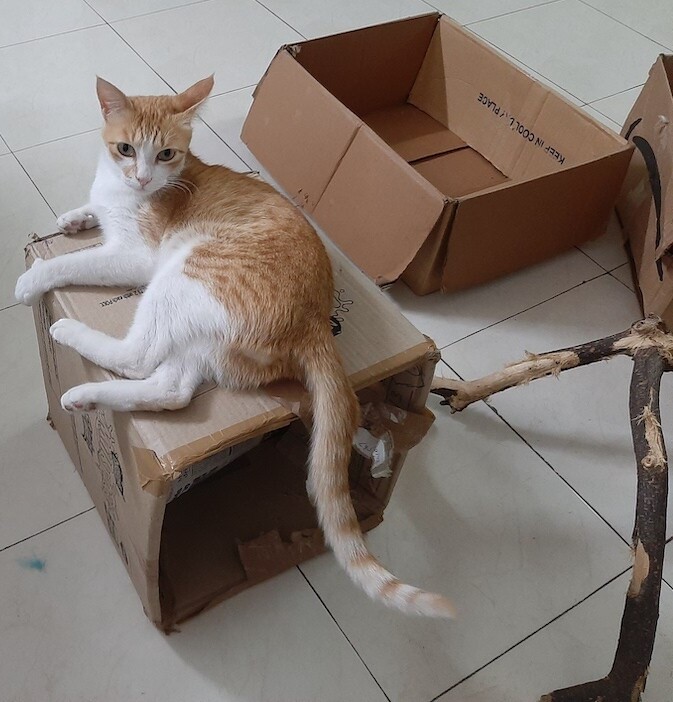 cat,pet, life, photo