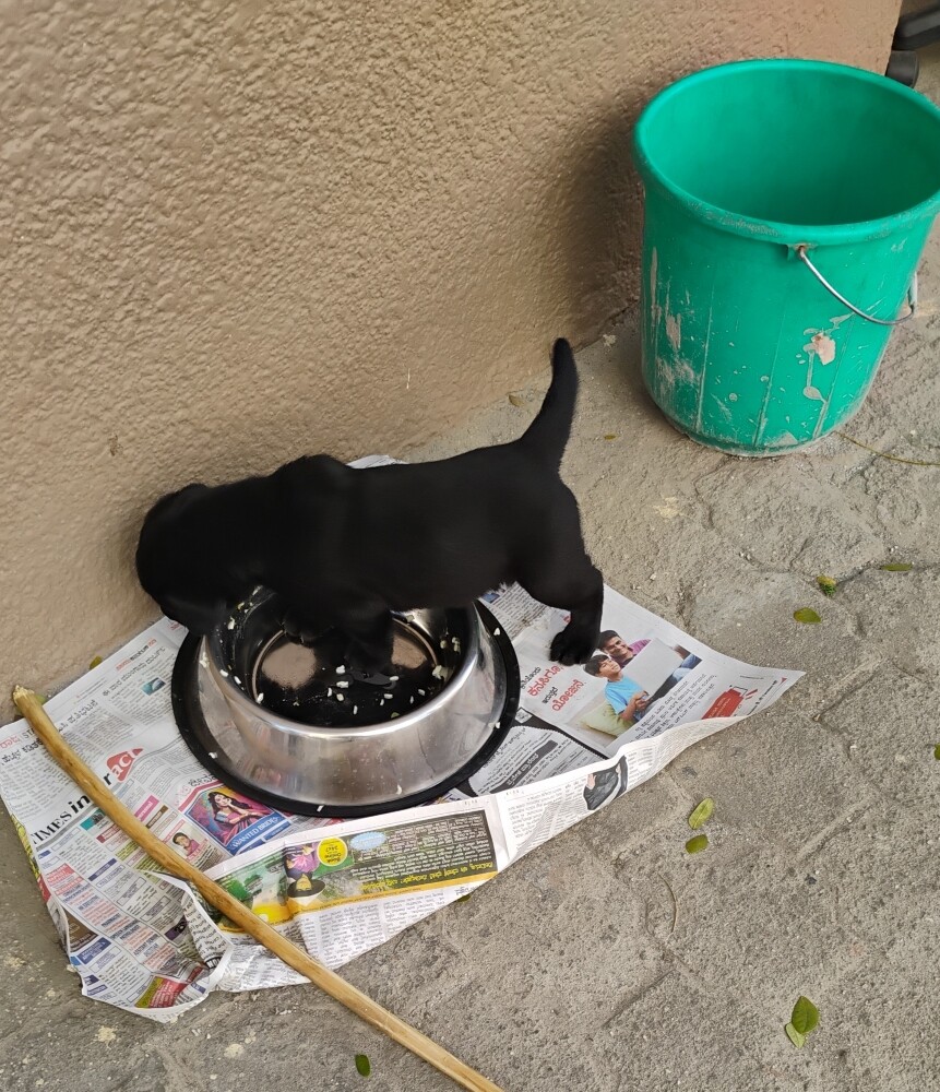 pup dog pet foster