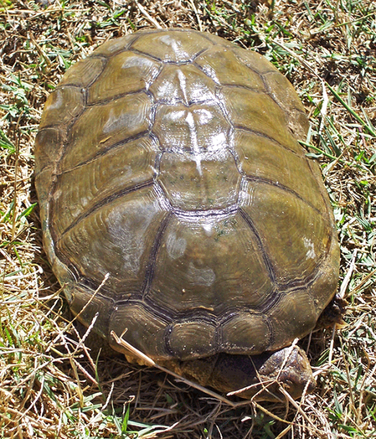 Marsh Terrapin