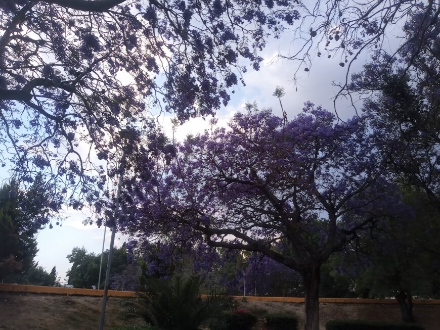 Jacaranda
