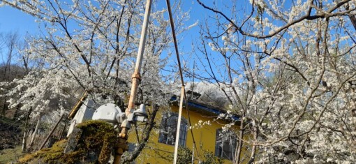 Blossoms! | Another Passionate Morning Bike Ride in The Mountains 