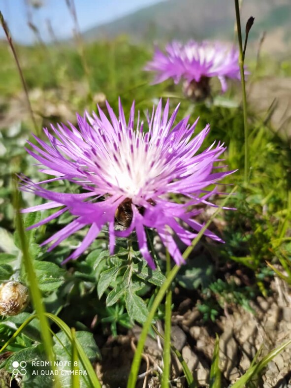 Mountain village of “Shekar Dasht” in Talesh- Iran – So So many Flowers