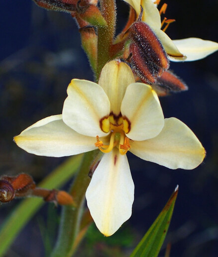 Pretty Flower for you
