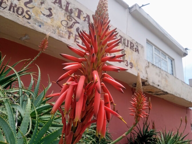 Aloe's flowers