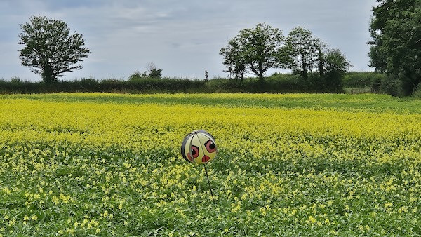 crop field