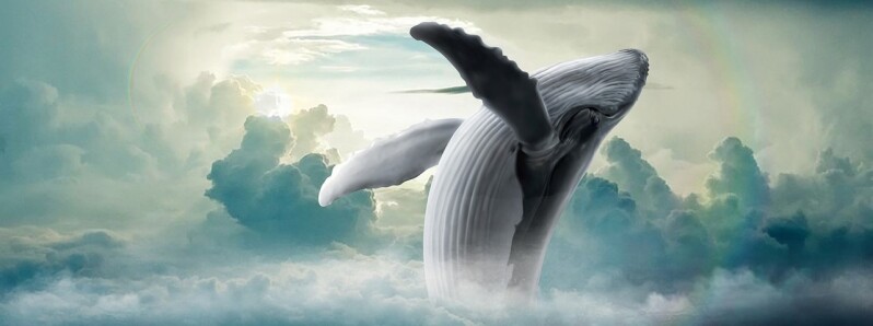 Whale