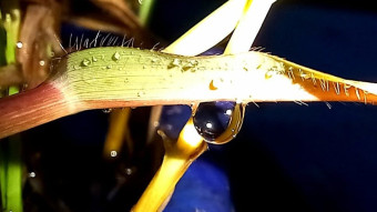 Water drop photography.