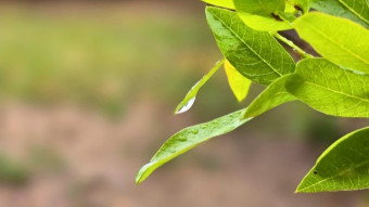 Petrichor and my Inner Child