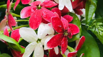 Rangoon Creeper: A Colorful Love on My Rooftop Garden