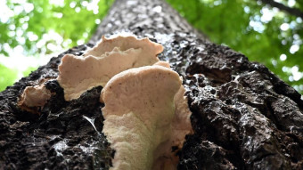 The Mysterious Weeping Tree Fungus - Climacocystis borealis Mushroom