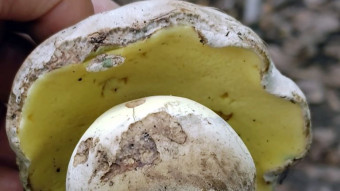 Inedible but non-poisonous boletus - Caloboletus radicans
