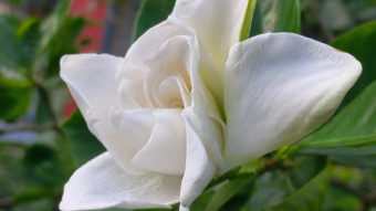 Flower Photography