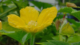 Flower Photography