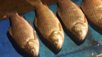 A Morning at the Fish Market A Tale of Freshness and Flavors