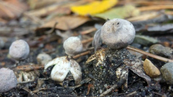 Geastrum minimum - Beautiful minimalism