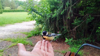 It took some time before the tits were eating from my hand