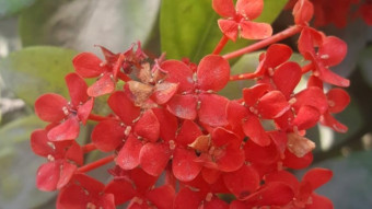 A Glimpse into Nature's Fiery Beauty,The Radiance of Red Ixora Blooms
