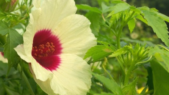 Flower Photography.